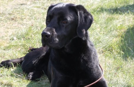 Labkinvers Kosmo